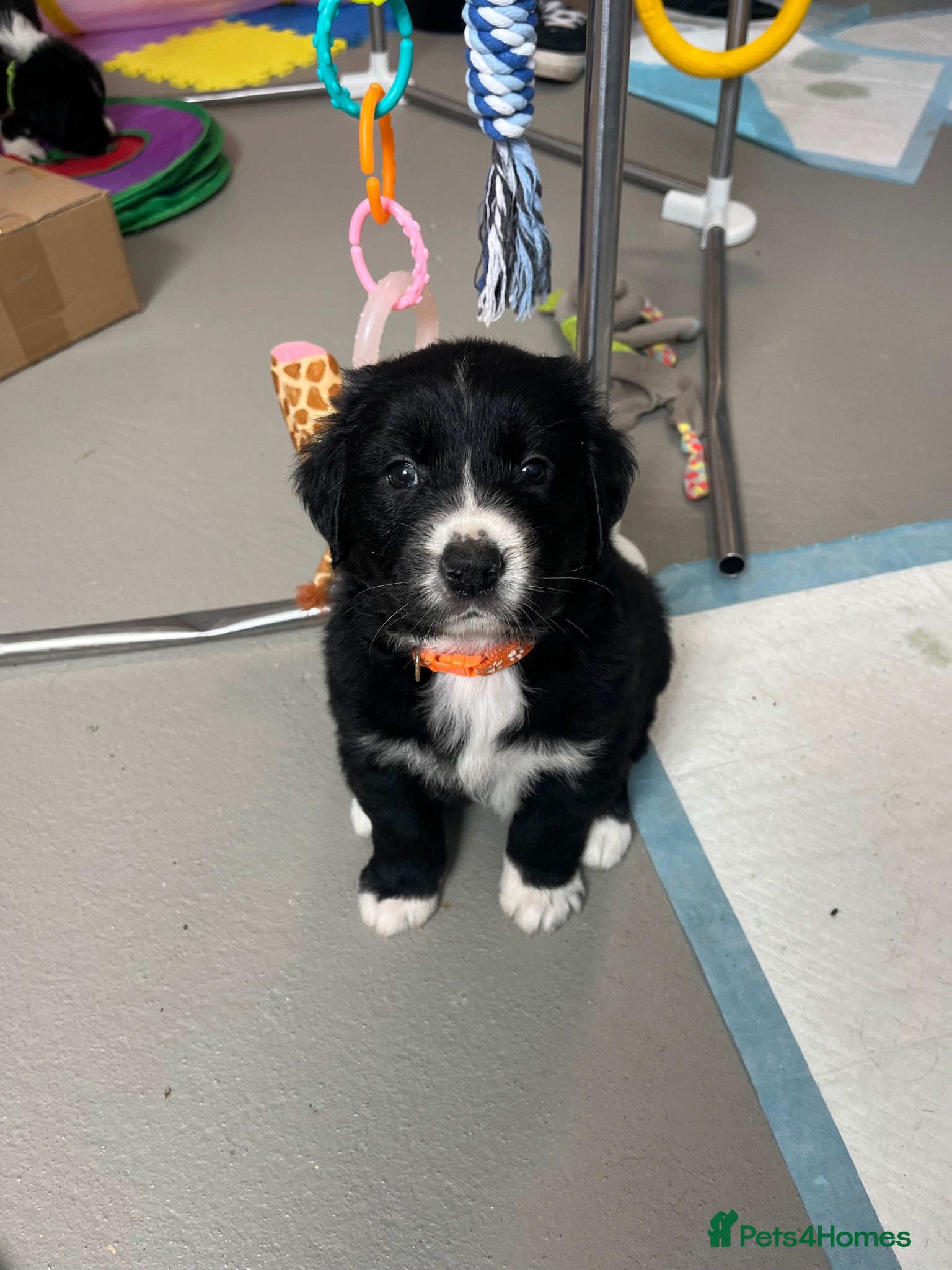 Mixed Breed dogs Golden Retriever x Australian Shepherd Puppies - Advert 2