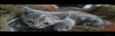 Ragdoll Kitten 2