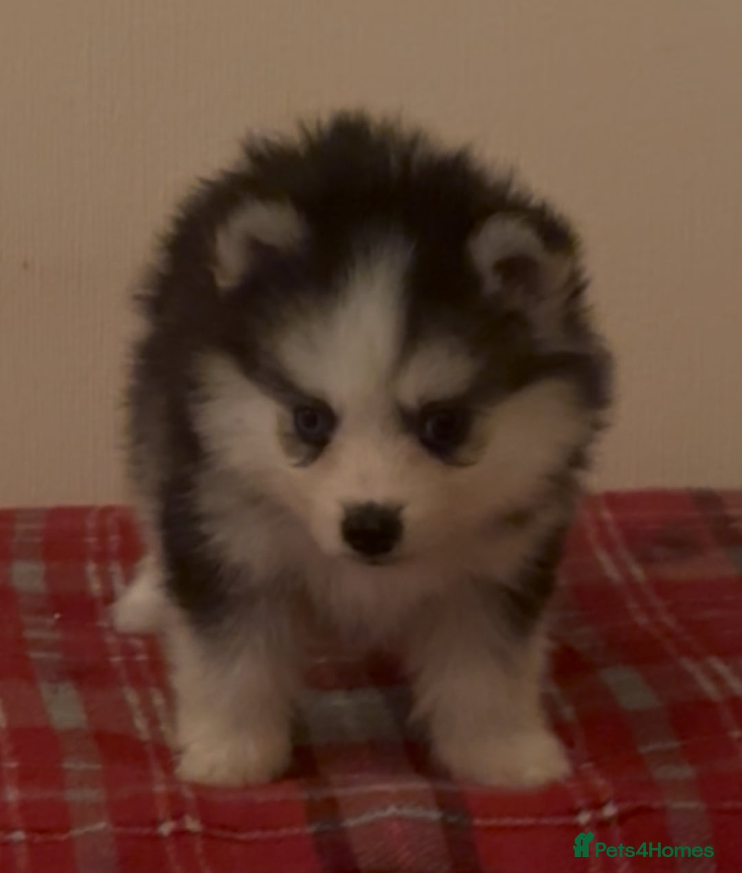 Pomsky dogs for sale: Toy Pomsky Multigenerational - Advert 1