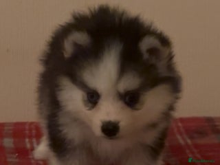 Pomsky dogs Toy Pomsky Multigenerational - Advert 1