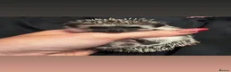 Pygmy Hedgehog rodents for sale: African Pygmy hedgehog babies for sale in Redruth - Advert 4
