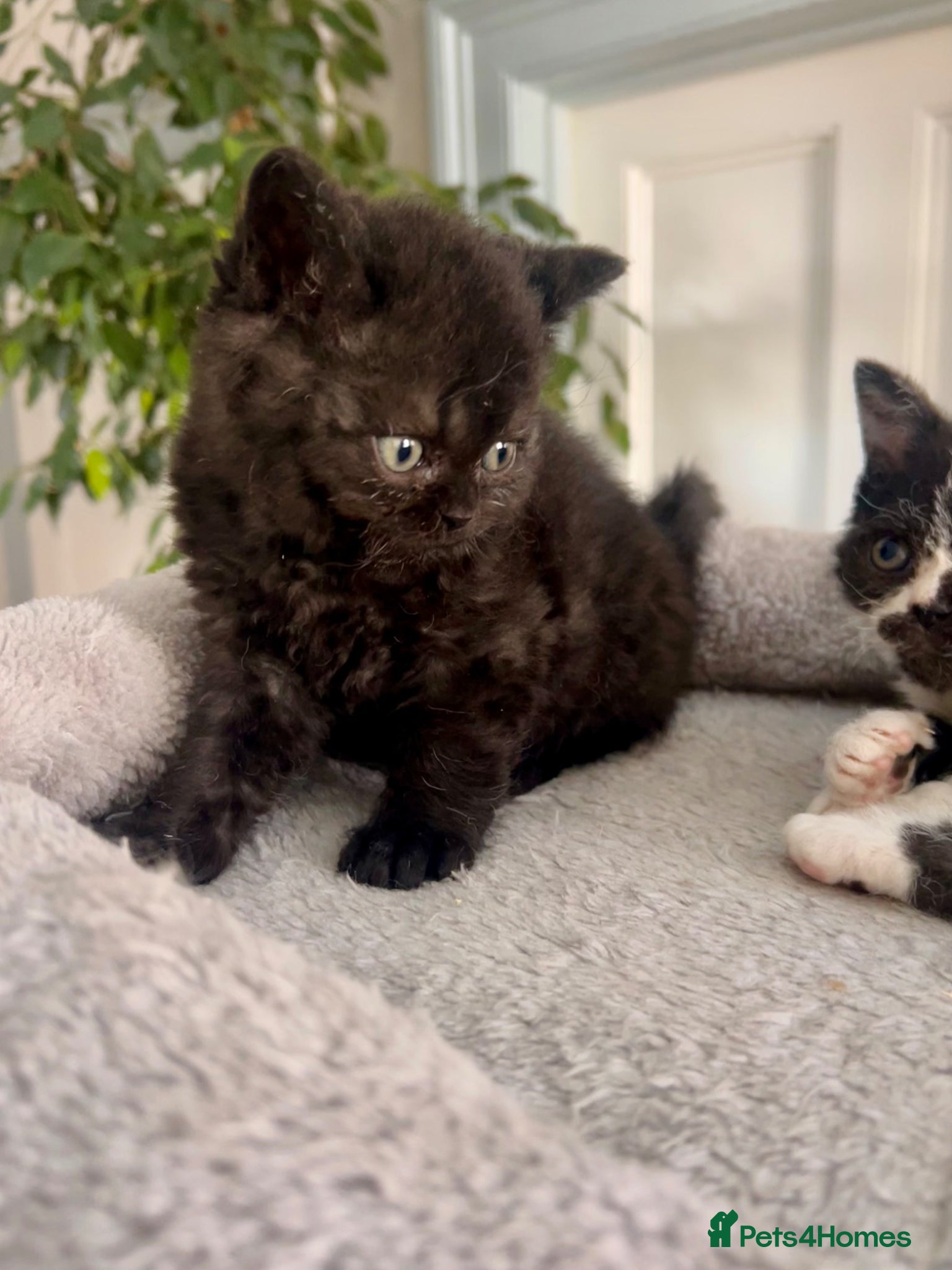 Selkirk Rex cats Stunning Selkirk Rex kittens - Advert 1