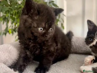 Selkirk Rex cats Stunning Selkirk Rex kittens - Advert 1