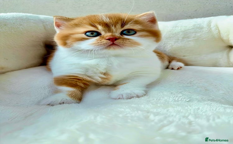British Shorthair cats - Advert 7