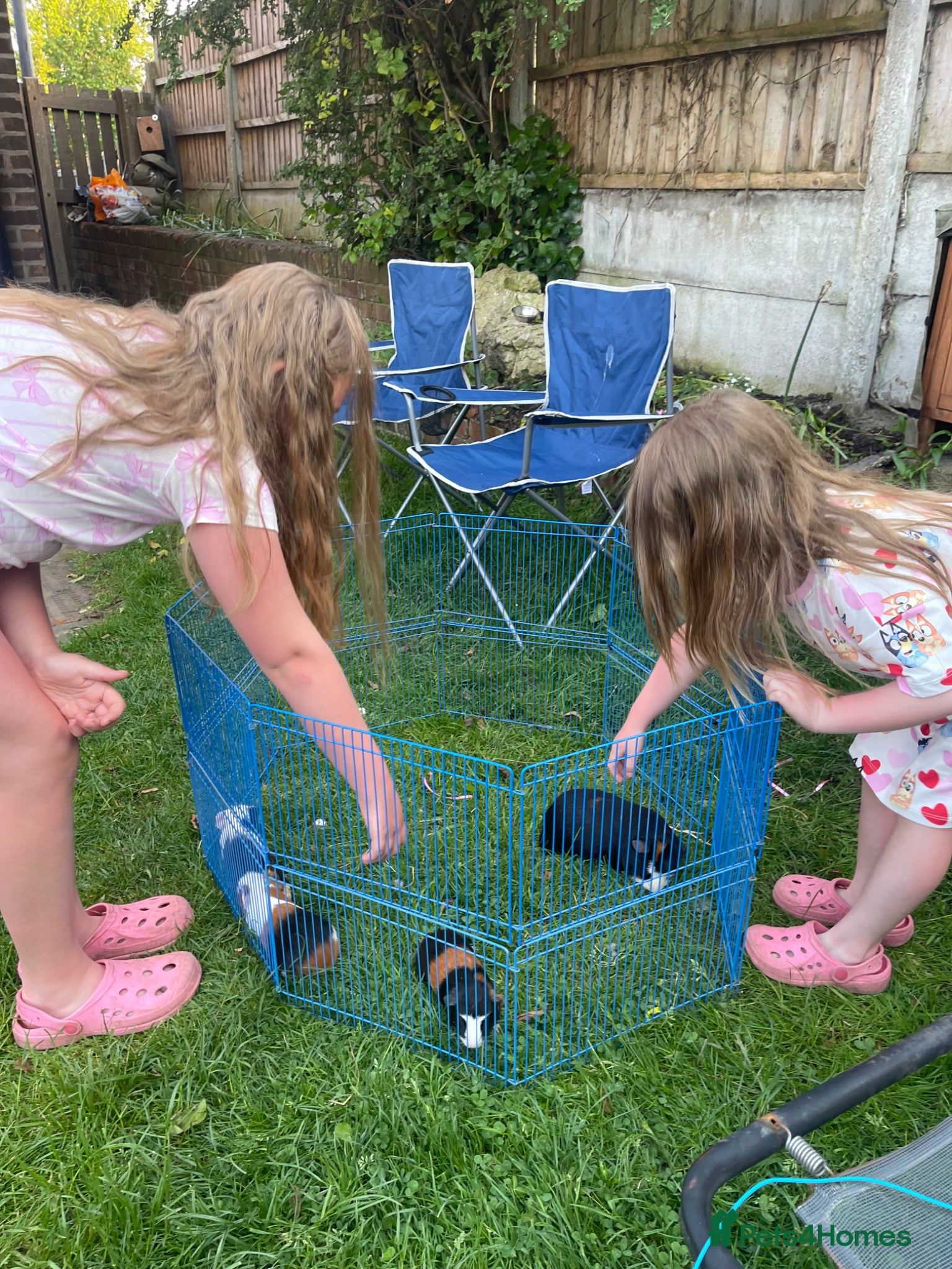 Guinea Pig rodents for sale: Guinea Pigs Looking For New Homes - Advert 14