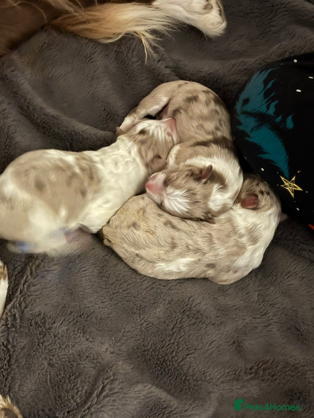 Border Collie dogs for sale: Only one girl left. - Image 5