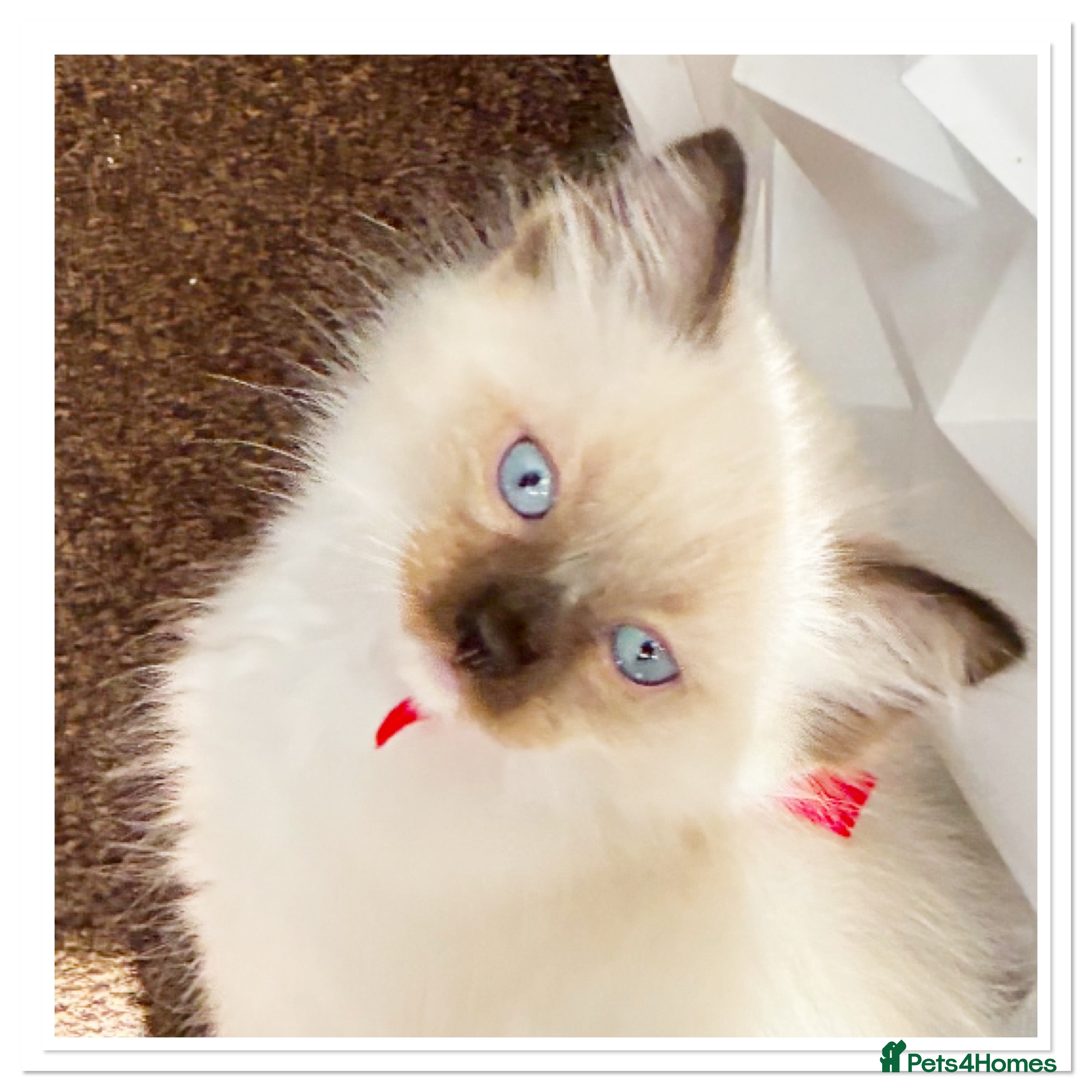 Ragdoll cats 6 cute pure breed Ragdoll kittens 2 boys 4 girls  - Advert 2
