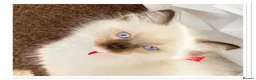 Ragdoll cats for sale: 6 cute pure breed Ragdoll kittens 2 boys 4 girls  - Advert 2