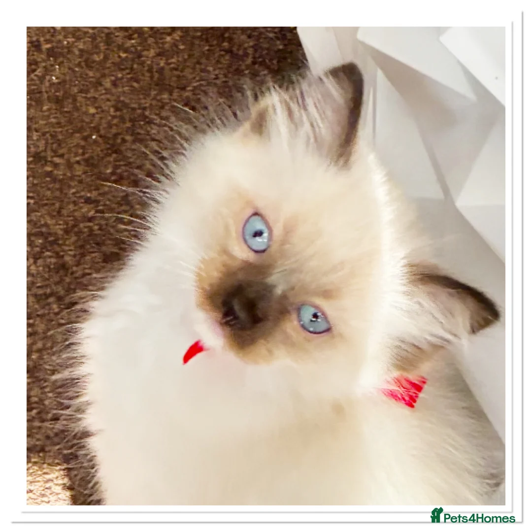Ragdoll cats for sale: 6 cute pure breed Ragdoll kittens 2 boys 4 girls  - Advert 2