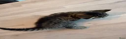 Mixed Breed cats for sale: Domestic shorthair (Tabby) Kittens  in Wisbech - Advert 20