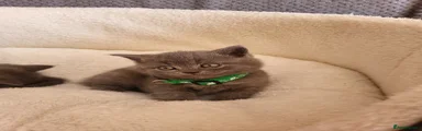 British Shorthair Kitten 3 green