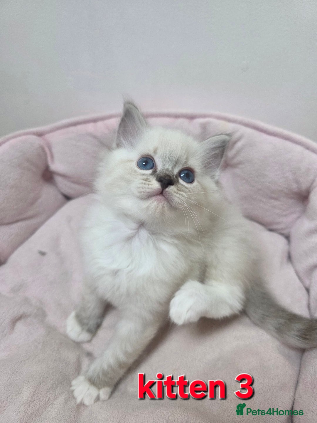 Ragdoll cats for sale: Stunning Ragdoll kitten - Advert 10