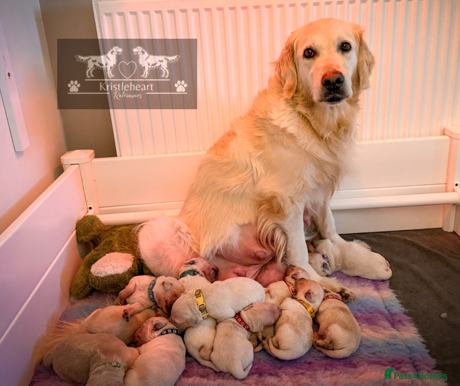 Golden Retriever dogs KC HEALTH TESTED PUPS *6 pups remaining* - Advert 4