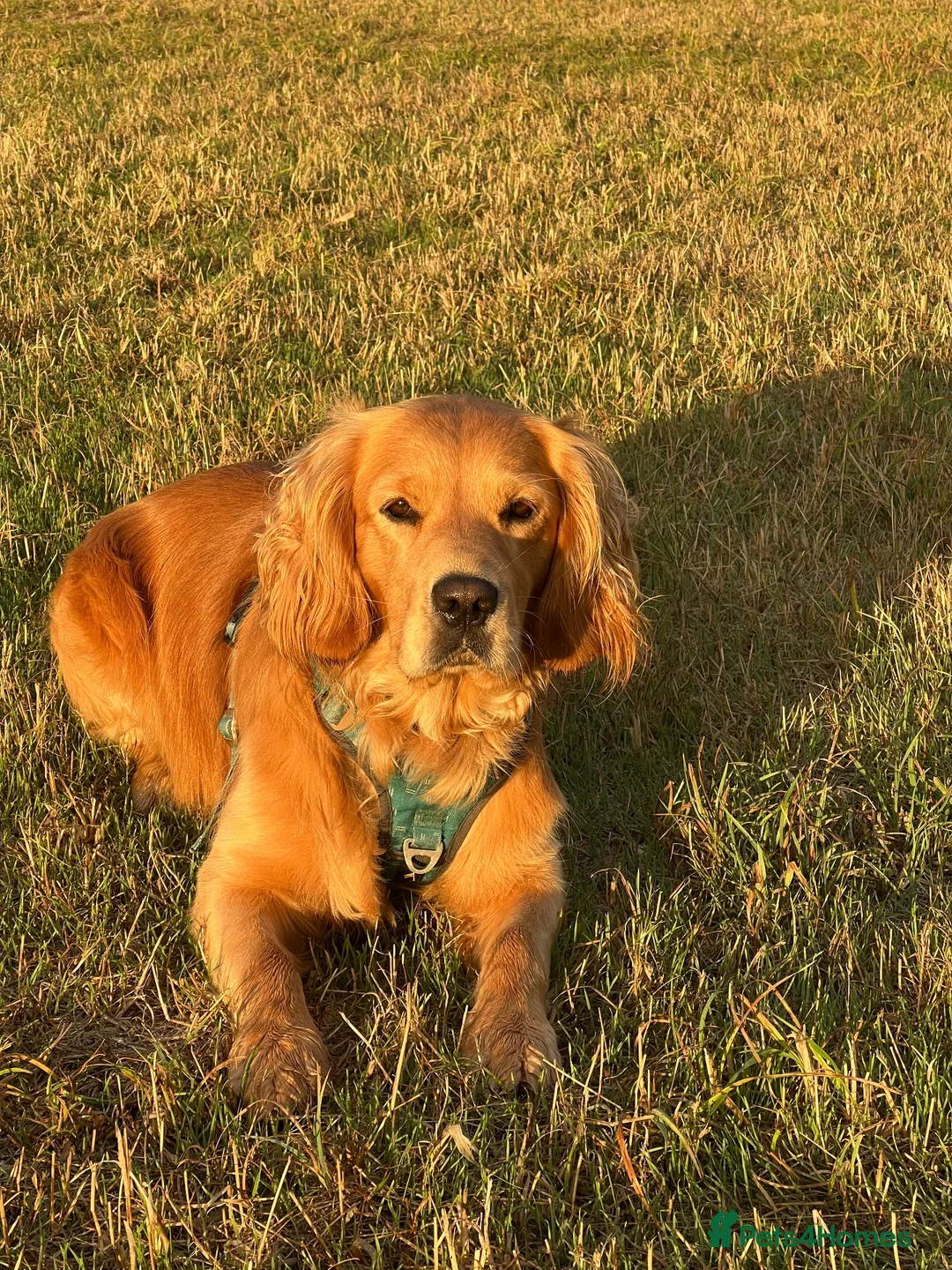 Mixed Breed dogs for stud: Stud male Golden Retriever and Spaniel - Advert 2