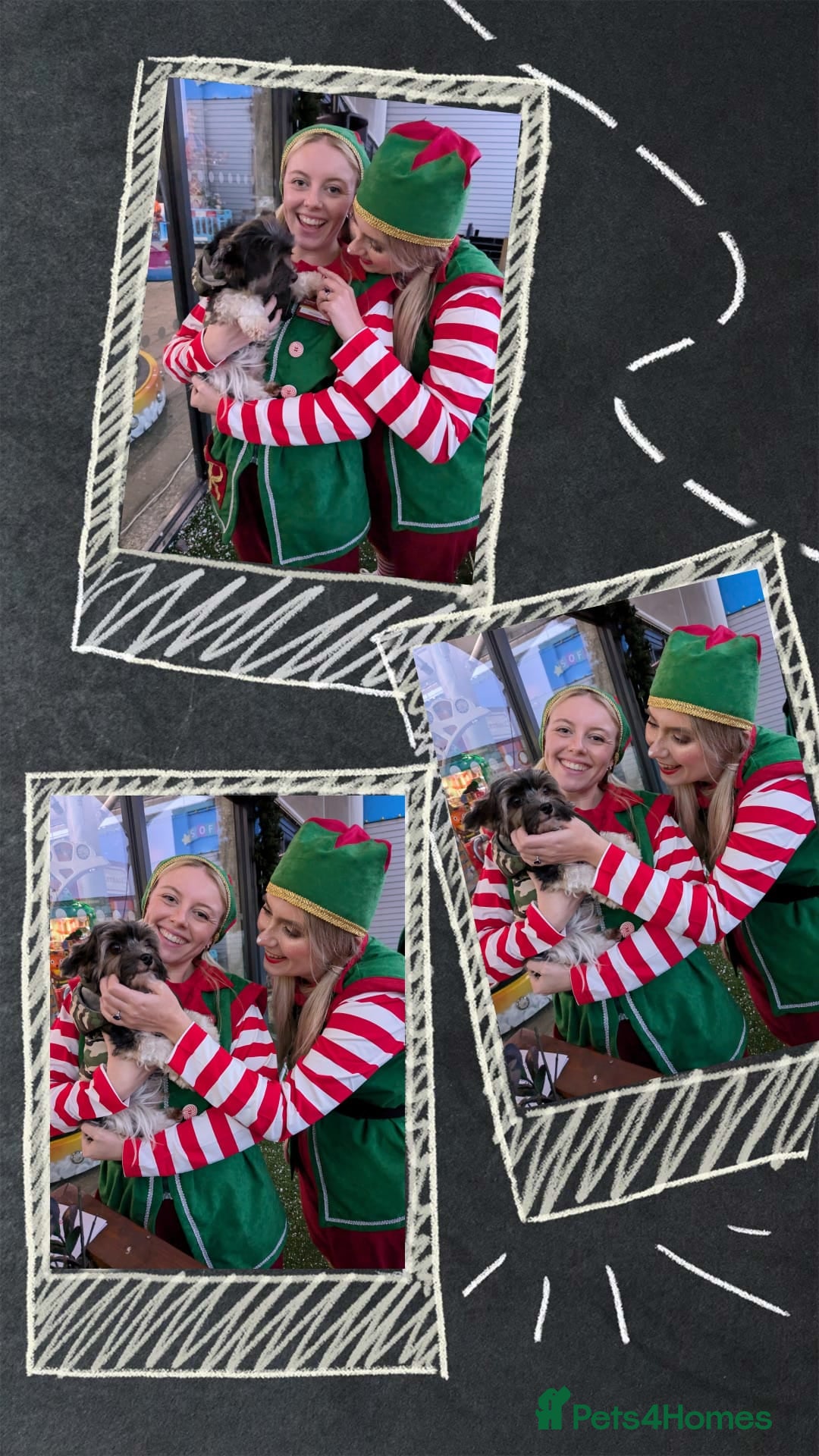 Yorkshire Terrier dogs for stud: Purebred BiewerTerrier/ColourfulYorkie Proven Stud in Merthyr Tydfil - Advert 24