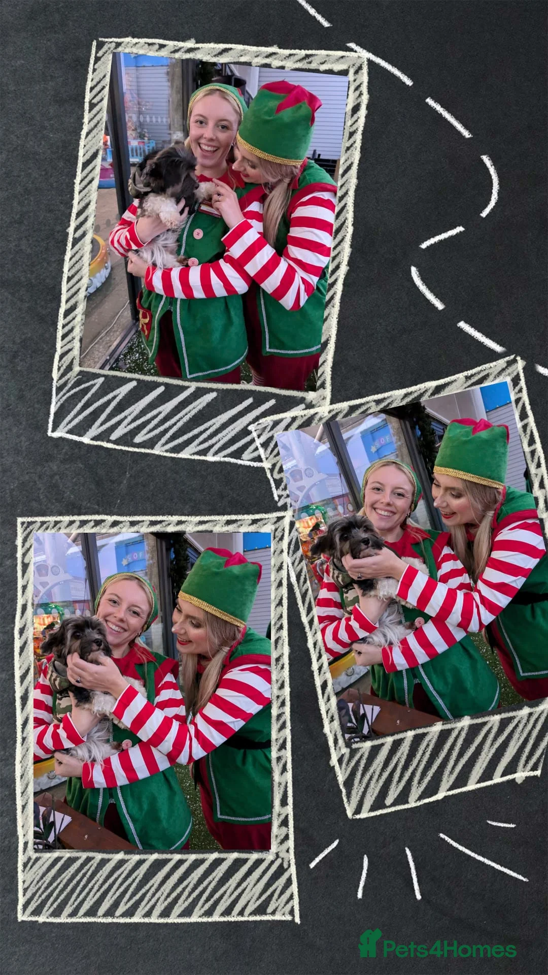 Yorkshire Terrier dogs for stud: Purebred BiewerTerrier/ColourfulYorkie Proven Stud in Merthyr Tydfil - Advert 24