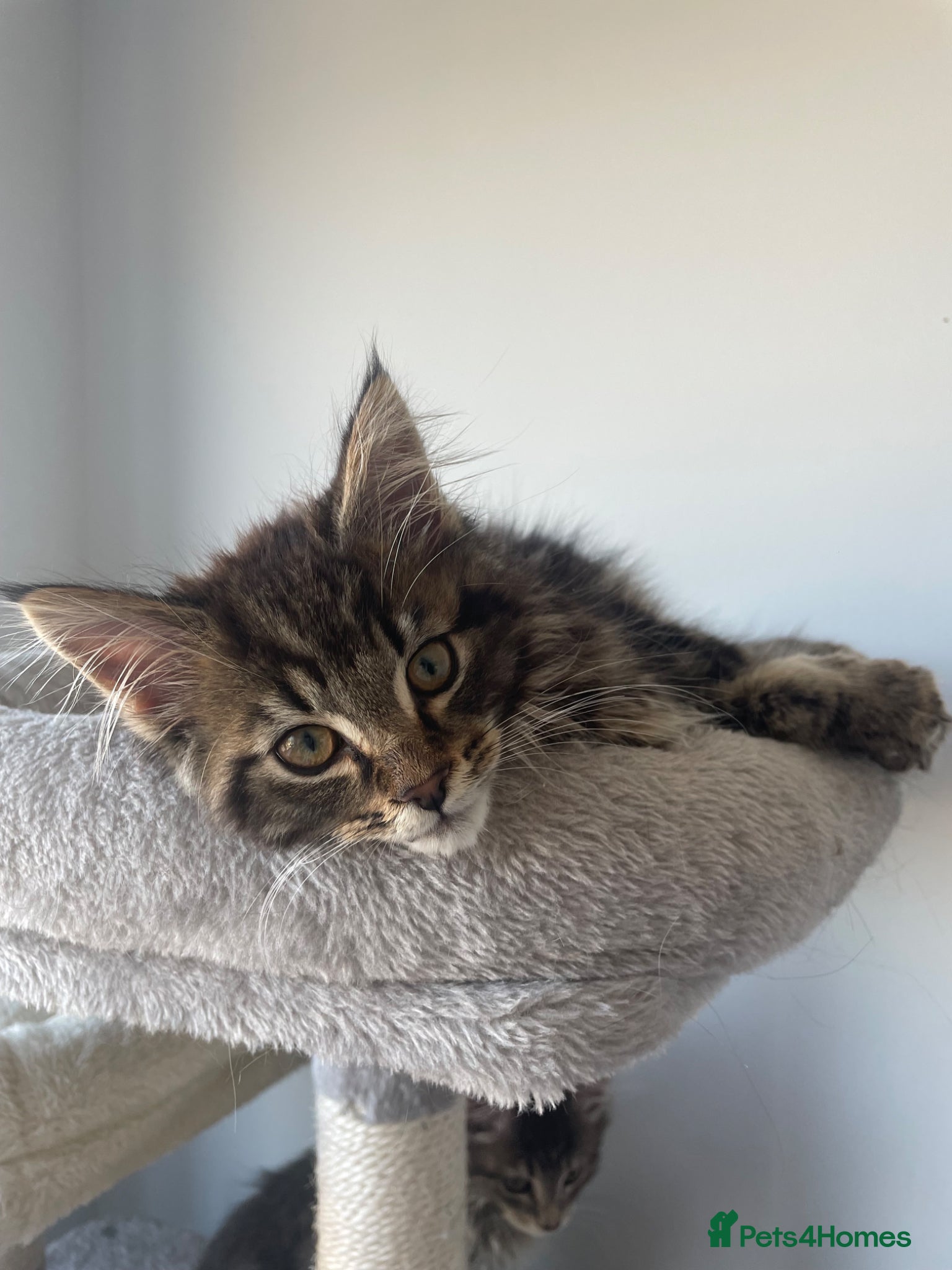 Maine Coon cats Fluffy Maine coon kitten - Advert 4