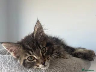 Maine Coon cats Fluffy Maine coon kitten - Advert 4