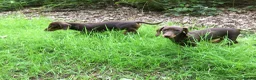 Mixed Breed dogs for sale: Norfolk x mini Dachs puppies - Advert 14
