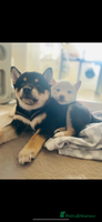Japanese Shiba Inu dogs Beautiful champion blood line female Shiba Inu pup - Advert 1