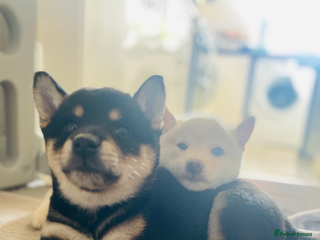 Japanese Shiba Inu dogs Beautiful champion blood line female Shiba Inu pup - Advert 10