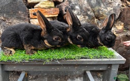 Rex rabbits for sale: Various Mini Rex  - Image 7