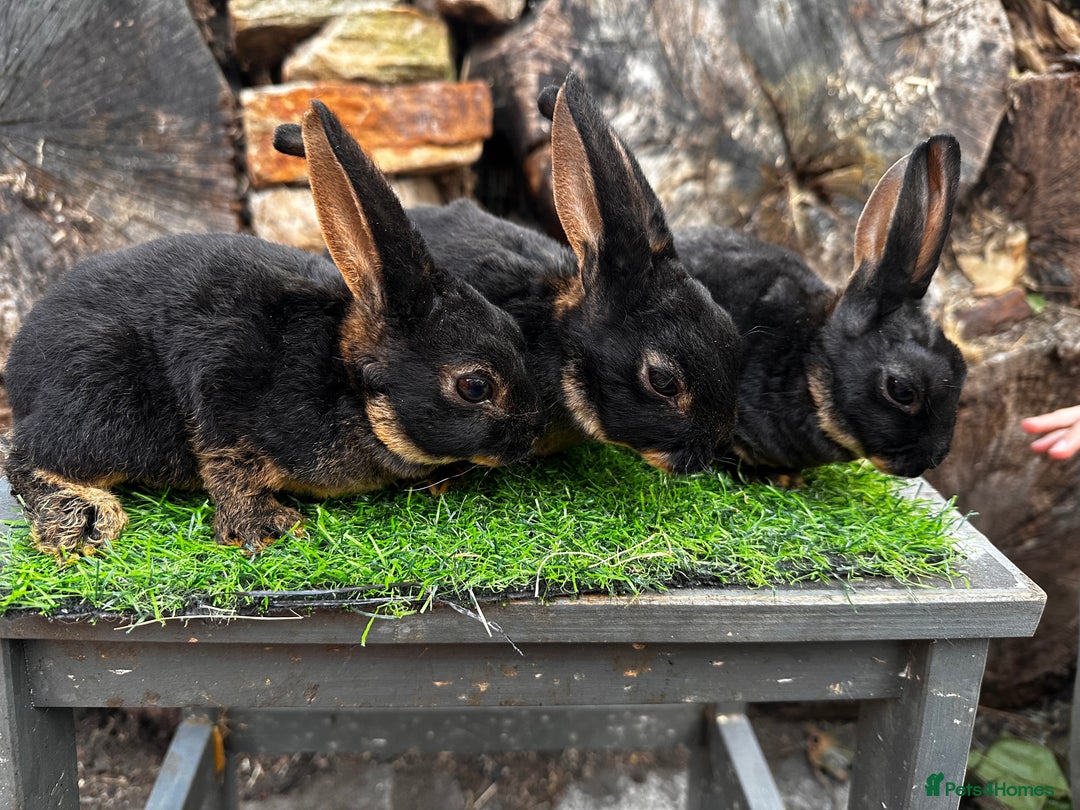 Rex rabbits for sale: Various Mini Rex  - Image 7