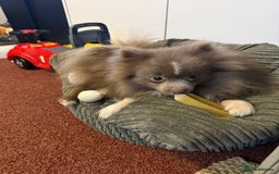 Pomeranian dogs for sale: Adorable pair of 1 year old Pomeranian boys!  - Image 10