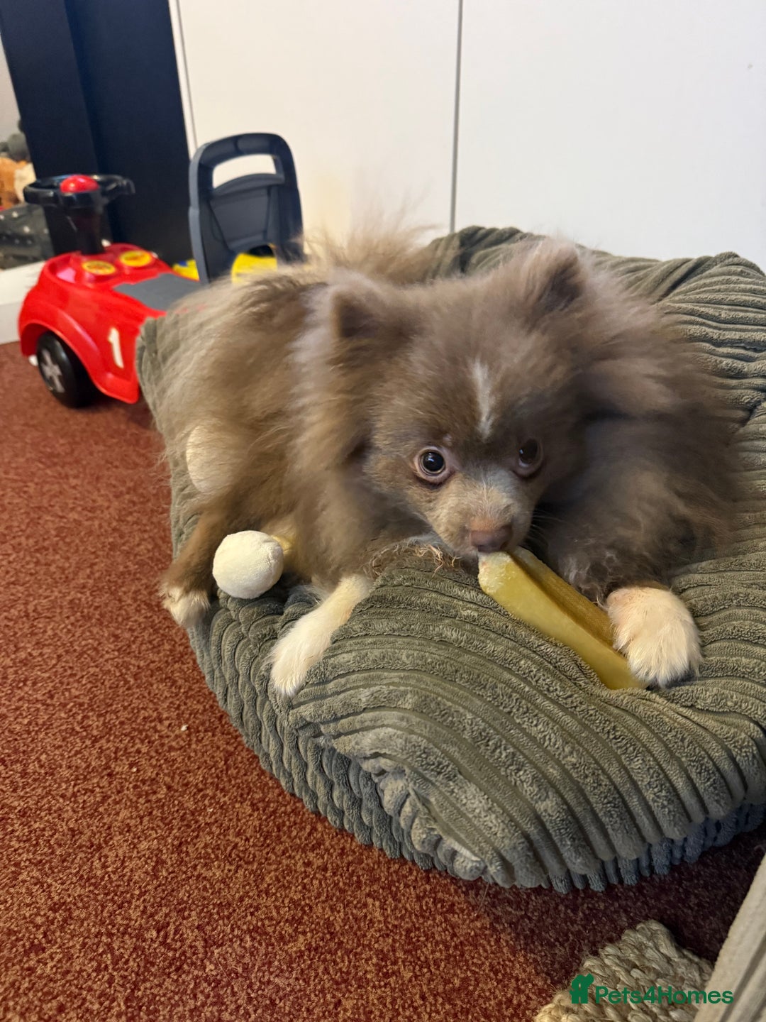 Pomeranian dogs for sale: Adorable pair of 1 year old Pomeranian boys!  - Image 10