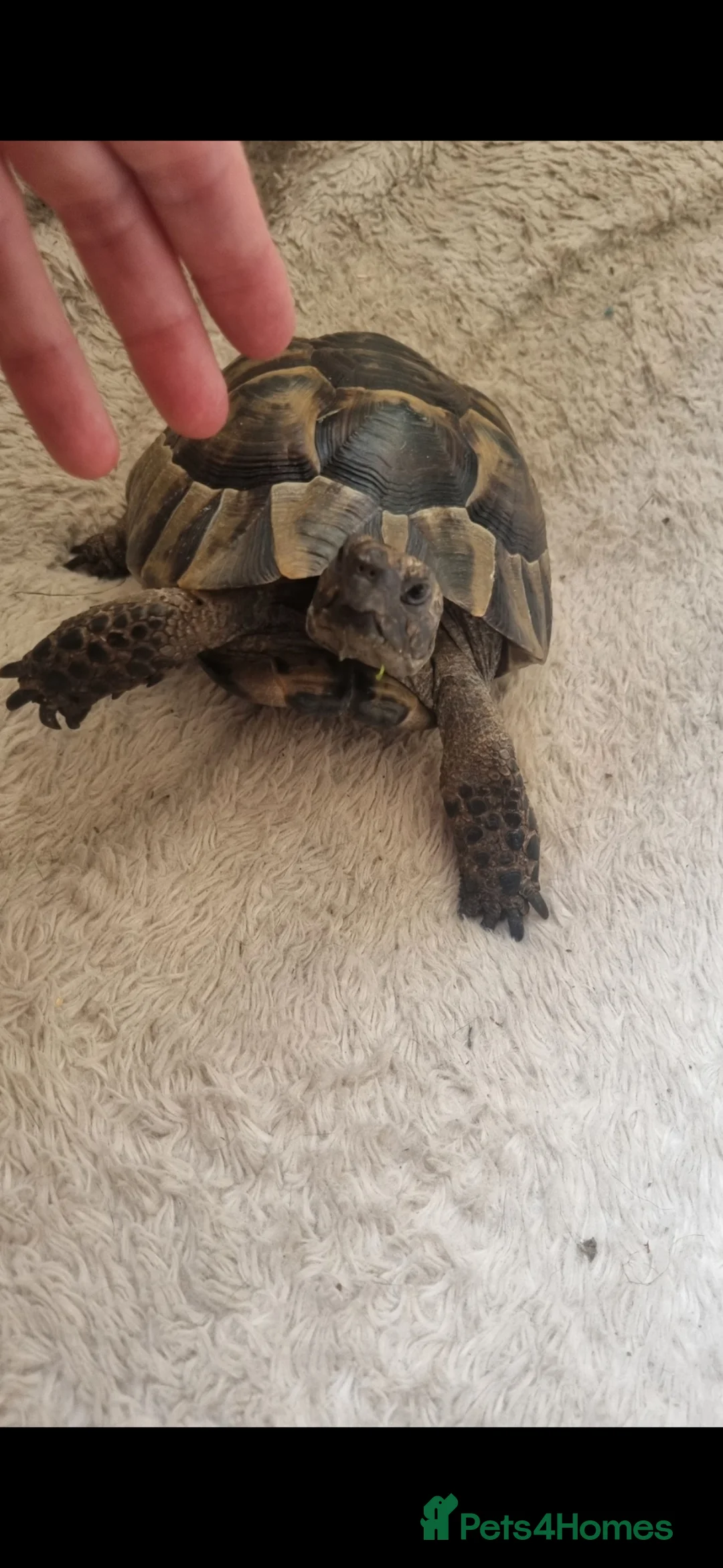 Hermann Tortoise reptiles for sale: Donnashella tortoise for good home in Watford - Advert 2