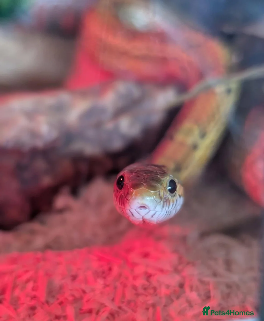 Corn Snake reptiles for sale: Lovely Corn Snake  - Advert 1