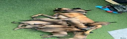 Belgian Shepherd Dog dogs for sale: Stunning litter of Belgian Malinois puppies  in Weymouth - Advert 4