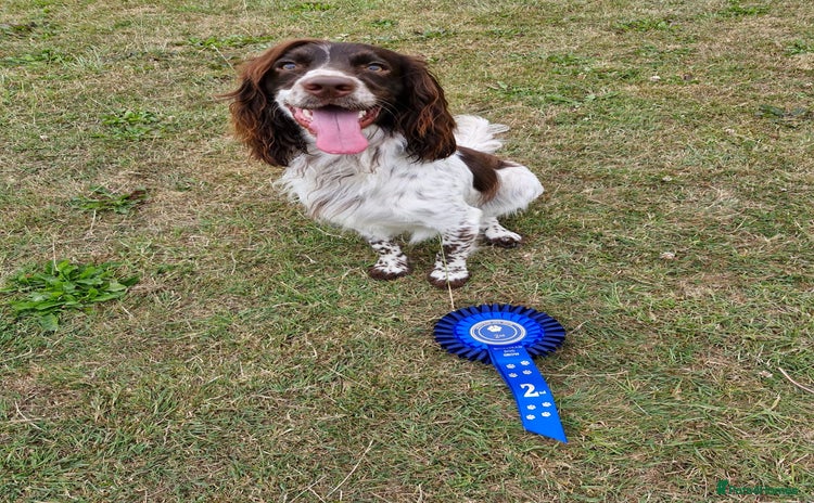 Cocker Spaniel dogs - Advert 2