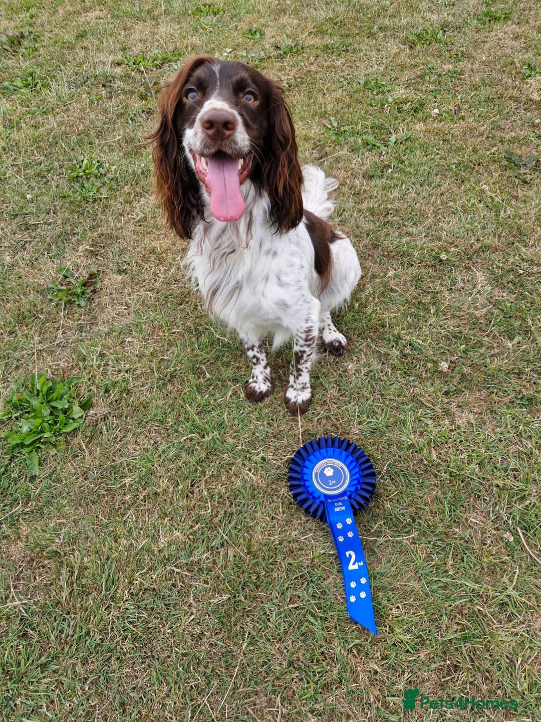 Cocker Spaniel dogs for stud: beautiful boy cocker spaniel ready 4 a  girlfriend - Image 1