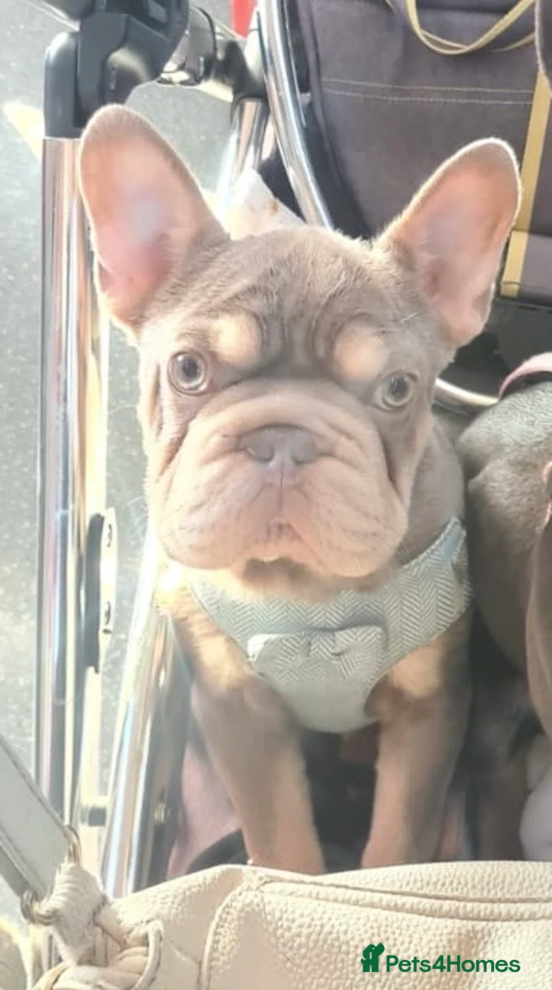 French Bulldog dogs for sale:  **  Isabella tan French bulldog  - Advert 3