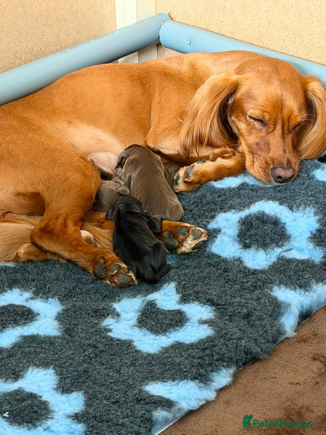 Cocker Spaniel dogs for sale: 8 Week Old Cocker Spaniel Puppy  - Advert 2