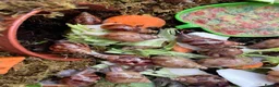 Snails invertebrates for sale: Giant African Snails for sale! - Advert 7