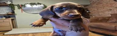 Miniature Dachshund 1