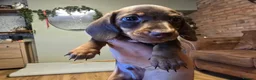 Miniature Dachshund dogs for sale: Miniature Dachshunds - Advert 2
