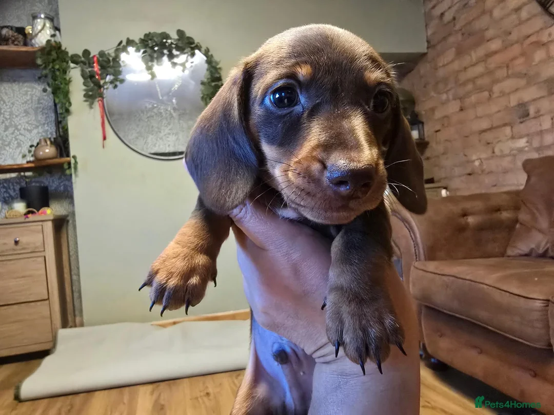 Miniature Dachshund dogs for sale: Miniature Dachshunds - Advert 2
