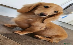 Miniature Dachshund dogs for stud: Beautiful KC Mini Long.H Full Eng. Cream Stud 🤍🐾 - Image 37