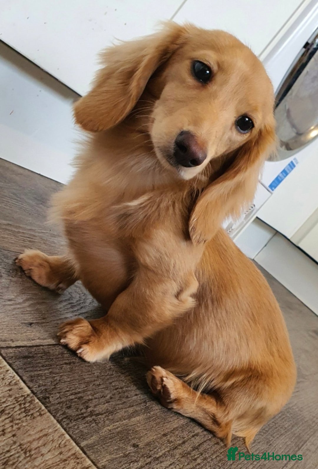 Miniature Dachshund dogs for stud: Beautiful KC Mini Long.H Full Eng. Cream Stud 🤍🐾 - Image 37