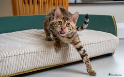 Bengal cats for sale: Stunning Bengal Girl- Top TICA pedigree- Ready NOW - Advert 3