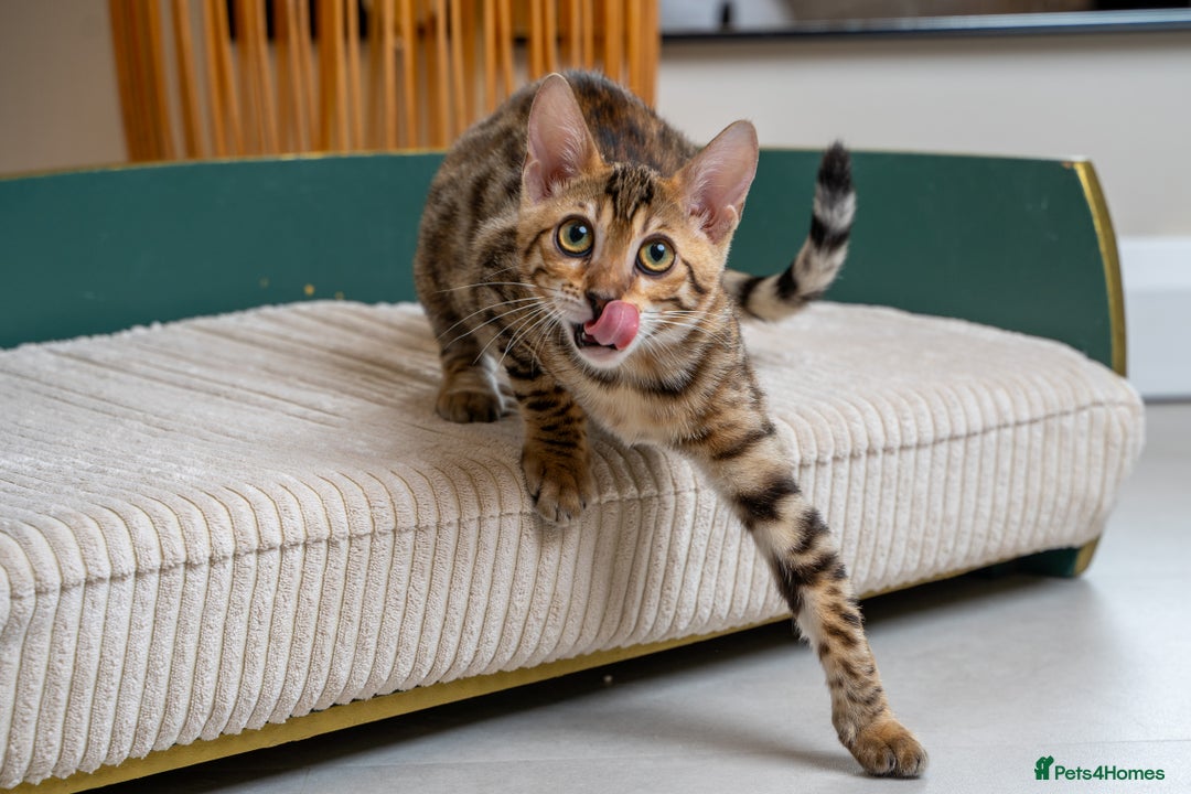 Bengal cats for sale: Stunning Bengal Girl- Top TICA pedigree- Ready NOW - Advert 3
