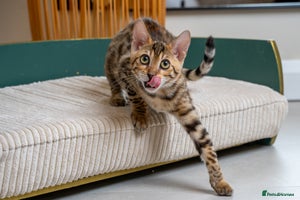 Bengal cats Stunning Bengal Girl- Top TICA pedigree- Ready NOW - Advert 2