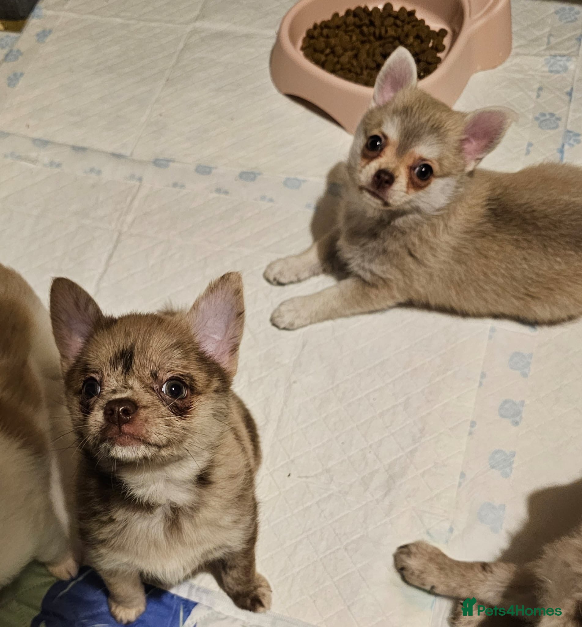 Pomchi dogs Two girls ready NOW  - Advert 11