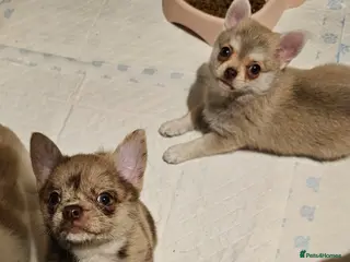Pomchi dogs Two girls ready NOW - Advert 17