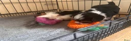 Biewer Terrier dogs for sale: 5 beautiful puppies  - Advert 10