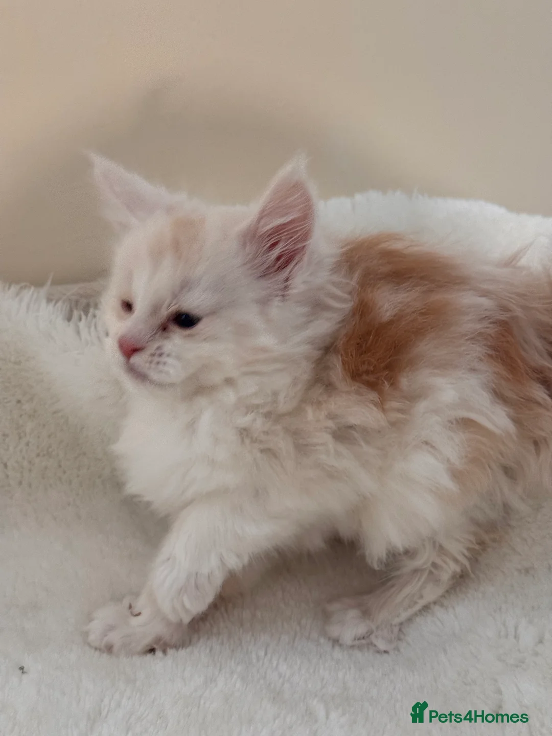 Maine Coon cats for sale: The last Maine Coon Shaded Line kittens pedigrees - Advert 5