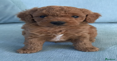 Cockapoo dogs - Advert 6